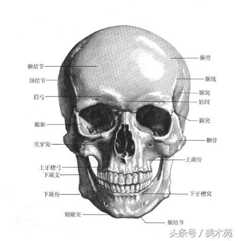 頭骨相學